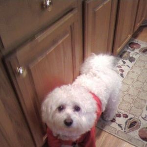 Meet your Posher, Monica